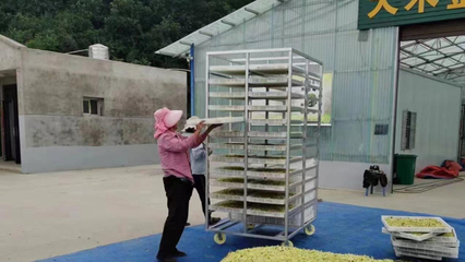 銅川照金:金銀花開黃燦燦